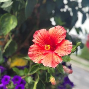 Meet your Posher, Emelia